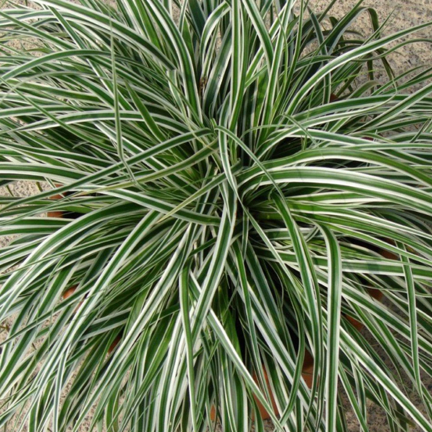 Japansegge 'Everest', Topf-Ø 12 Cm, 3er-Set 4 Japansegge 'Everest', Topf-Ø 12 Cm, 3er-Set – Bild 2