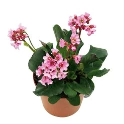 Bio Bergenie 'Rosenkristall' Rosa, Top-Ø 12 Cm, 3er-Set -Pflanzen Paradies Verkauf 0310500981 Bergenia Rosenkristall Bluete 46346