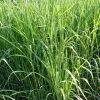 Bio Riesen-Chinaschilf, Topf 5 Liter -Pflanzen Paradies Verkauf 0310600462 Miscanthus sin Giganteus Koelle Bio C 5L 1 95735