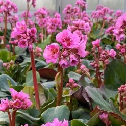 Bio Bergenie 'Rosenkristall' Rosa, Top-Ø 12 Cm, 3er-Set -Pflanzen Paradies Verkauf 0319100240 bergenia cord. rosenkristall 6 121725