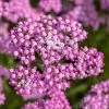 Bio Schafgarbe Violett, Topf-Ø 11 Cm, 3er-Set -Pflanzen Paradies Verkauf 0319100242 Achillea millefolium violett 83073