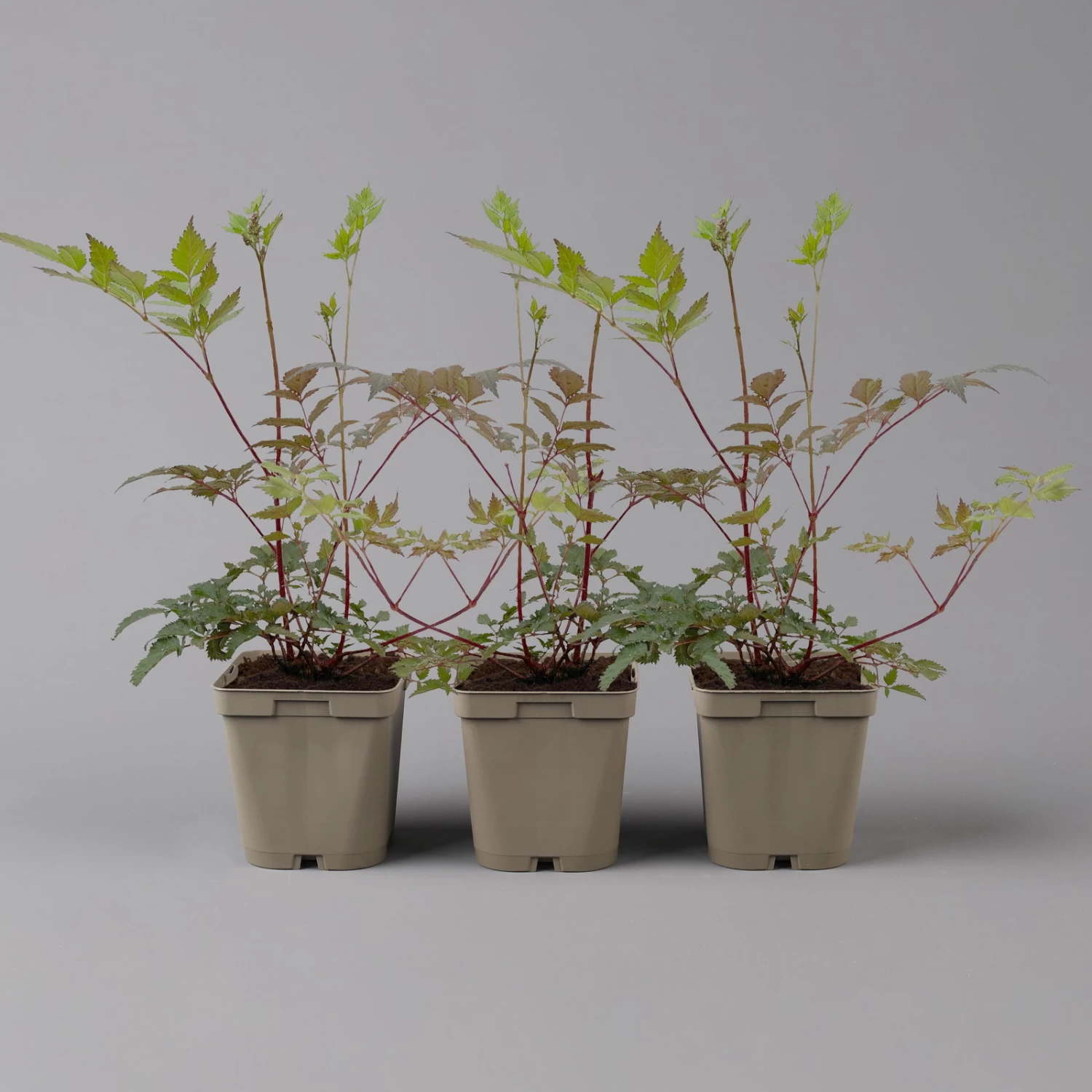 Bio Prachtspiere Rot, Topf-Ø 11 Cm, 3er-Set 4 Bio Prachtspiere Rot, Topf-Ø 11 Cm, 3er-Set – Bild 2