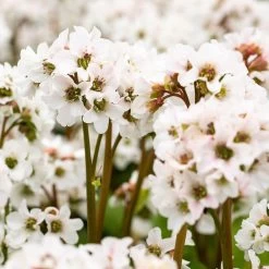 Bio Bergenie 'Schneekristall' Weiß, Topf-Ø 12 Cm, 3er-Set