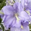 Bio Pfirsichblättrige Glockenblume Blau, Topf-Ø 11 Cm, 3er-Set -Pflanzen Paradies Verkauf 0319100278 Campanula persicifolia blau 83080