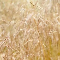 Bio Rasen-Schmiele, Topf-Ø 11 Cm, 3er-Set -Pflanzen Paradies Verkauf 0319100300 Deschampsia cespitosa 83083