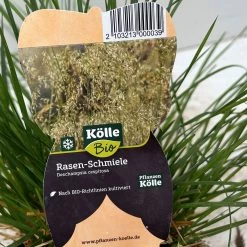 Bio Rasen-Schmiele, Topf-Ø 11 Cm, 3er-Set -Pflanzen Paradies Verkauf 0319100300 deschampsia cespitosa 4 124995
