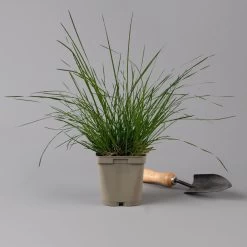 Bio Rasen-Schmiele, Topf-Ø 11 Cm, 3er-Set -Pflanzen Paradies Verkauf 0319100300 deschampsia cespitosa2 125686