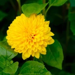 Stauden-Sonnenblume 'Soleil D'Or' Goldgelb, Topf-Ø 11 Cm, 3er-Set -Pflanzen Paradies Verkauf 0319100328 Helianthus decapet Soleil dOr 3er Set 8 113910