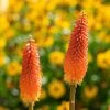 Bio Fackellilie Orange-rot, Topf-Ø 11 Cm, 3er-Set 1 Bio Fackellilie Orange-rot, Topf-Ø 11 Cm, 3er-Set -Pflanzen Paradies Verkauf 0319100351 Kniphofia uvaria orange 83089