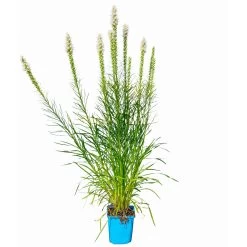 Bio Prachtscharte Weiß, Topf-Ø 11 Cm, 3er-Set 11 Bio Prachtscharte Weiß, Topf-Ø 11 Cm, 3er-Set -Pflanzen Paradies Verkauf 0319100357 Liatris spicata weiss 3er Set 6 113965