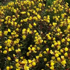 Bio Nachtkerze Goldgelb, Topf-Ø 11 Cm, 3er-Set -Pflanzen Paradies Verkauf 0319100369 Oenothera tetragona 2 125710