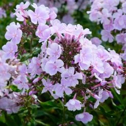 Bio Flammenblume 'Franz Schubert' Hellviolett, Topf-Ø 11 Cm, 3er-Set -Pflanzen Paradies Verkauf 0319100378 Phlox paniculata Franz Schubert 3er Set 3 113853