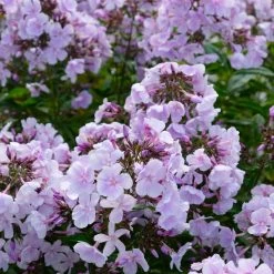 Bio Flammenblume 'Franz Schubert' Hellviolett, Topf-Ø 11 Cm, 3er-Set -Pflanzen Paradies Verkauf 0319100378 Phlox paniculata Franz Schubert 3er Set 7 113855