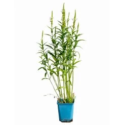 Bio Gelenkblume Weiß, TopfØ 11 Cm, 3er-Set 13 Bio Gelenkblume Weiß, TopfØ 11 Cm, 3er-Set -Pflanzen Paradies Verkauf 0319100391 Physostegia virginiana weiss 3er Set 5 113967
