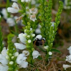 Bio Gelenkblume Weiß, TopfØ 11 Cm, 3er-Set 12 Bio Gelenkblume Weiß, TopfØ 11 Cm, 3er-Set -Pflanzen Paradies Verkauf 0319100391 Physostegia virginiana weiss 3er Set 6 113917