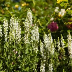Bio Salvia Nemorosa 'Adrian' Weiß, Topf-Ø 11 Cm, 3er-Set