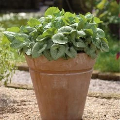 Vergissmeinnicht 'Jack Frost' Blau, Topf-Ø 12 Cm, 3er-Set -Pflanzen Paradies Verkauf 0319100421 Brunnera macro Jack Frost 84706