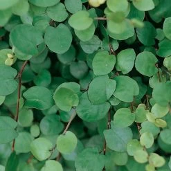 Calocephalus & Mühlenbeckie, Topf-Ø 23 Cm -Pflanzen Paradies Verkauf 0319100426 Muehlenbeckia complexa 3er Set 1 85225