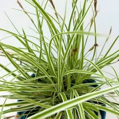 Japansegge 'Everest', Topf-Ø 12 Cm, 3er-Set 13 Japansegge 'Everest', Topf-Ø 12 Cm, 3er-Set -Pflanzen Paradies Verkauf 0319100440 carex oshimensis everest 4 125000