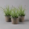 Japansegge 'Everest', Topf-Ø 12 Cm, 3er-Set -Pflanzen Paradies Verkauf 0319100440 carex oshimensis everest1 125700