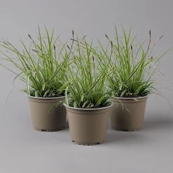 Japansegge 'Everest', Topf-Ø 12 Cm, 3er-Set