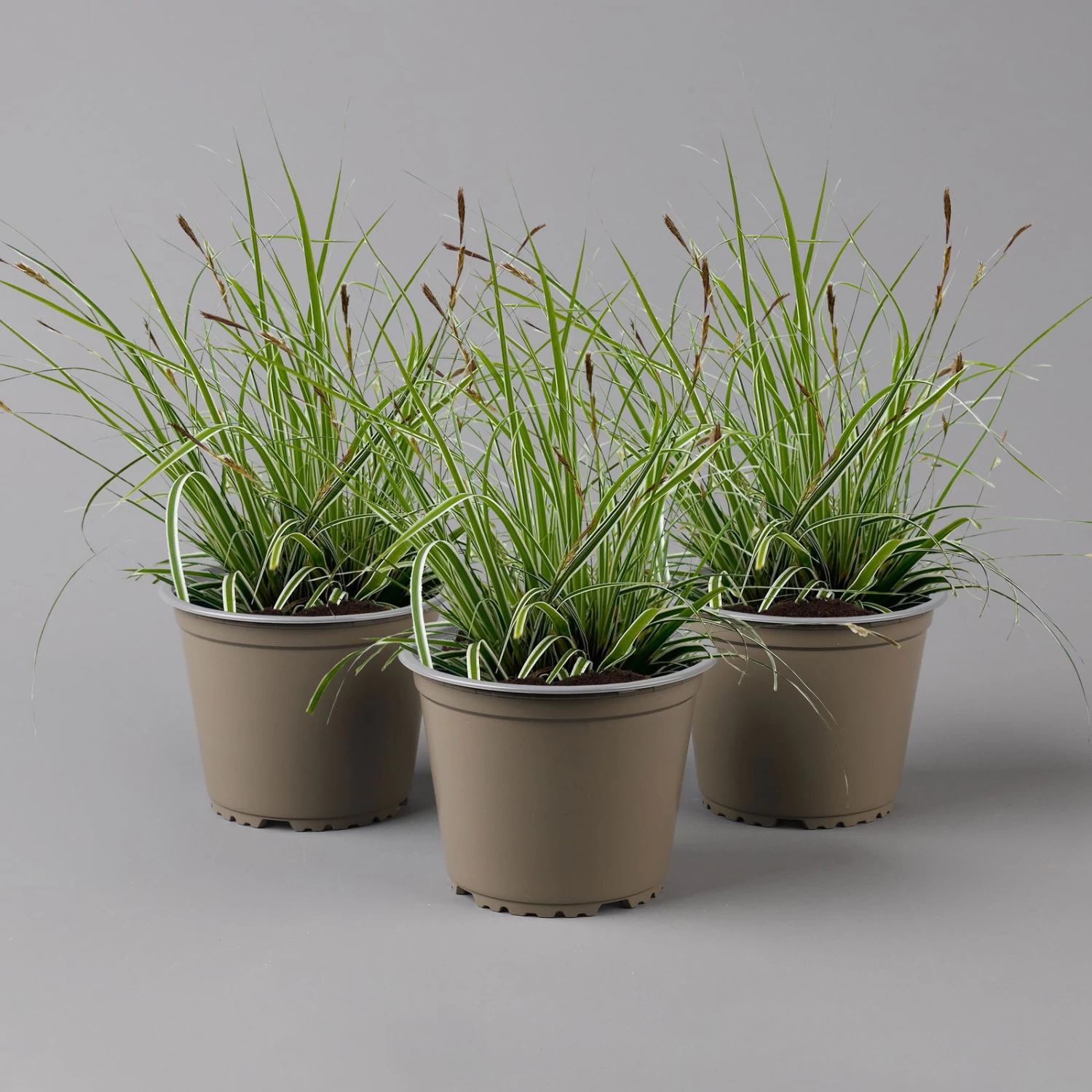 Japansegge 'Everest', Topf-Ø 12 Cm, 3er-Set 3 Japansegge 'Everest', Topf-Ø 12 Cm, 3er-Set
