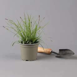 Japansegge 'Everest', Topf-Ø 12 Cm, 3er-Set 12 Japansegge 'Everest', Topf-Ø 12 Cm, 3er-Set -Pflanzen Paradies Verkauf 0319100440 carex oshimensis everest 125699
