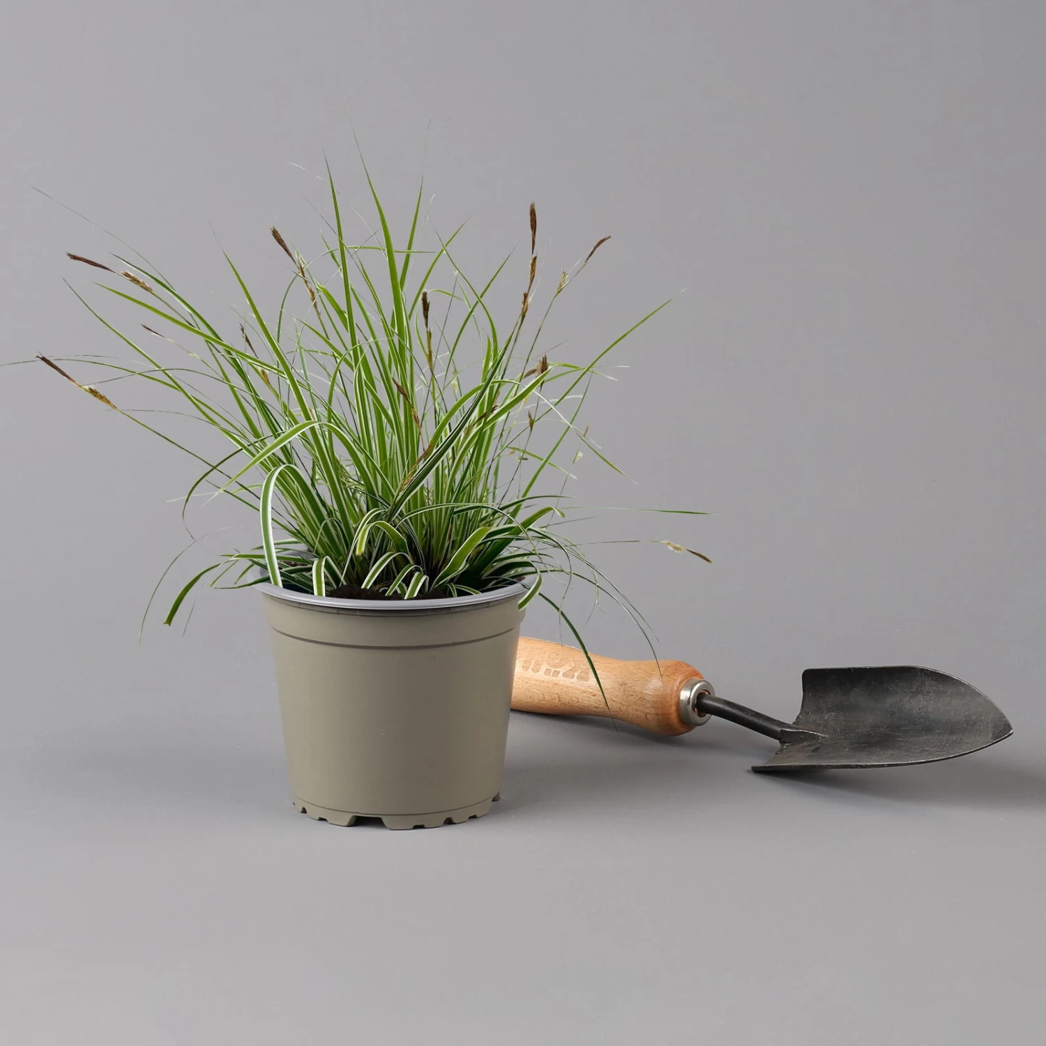 Japansegge 'Everest', Topf-Ø 12 Cm, 3er-Set 5 Japansegge 'Everest', Topf-Ø 12 Cm, 3er-Set – Bild 3