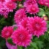 Bio Winteraster, Rosa/pink Topf-Ø 11 Cm, 3er-Set 1 Bio Winteraster, Rosa/pink Topf-Ø 11 Cm, 3er-Set -Pflanzen Paradies Verkauf 0319100462 Chrysanthemum hortorum rosa 3er Set Koelle Bio T11 WS 95192