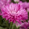 Aster Novi-belgii, Rosa Gefüllt, Topf-Ø 12 Cm, 3er-Set -Pflanzen Paradies Verkauf 0319100466 Aster novi belgii T12 rosa gefuellt 3er Set WS 1 95655
