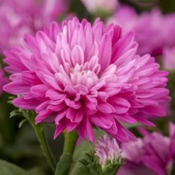 Aster Novi-belgii, Rosa Gefüllt, Topf-Ø 12 Cm, 3er-Set