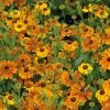 Bio Sonnenbraut 'Waltraut' Orange-gelb, Topf-Ø 11 Cm, 3er-Set -Pflanzen Paradies Verkauf 0319100485 Helenium cult Waltraud 3er Set 107670