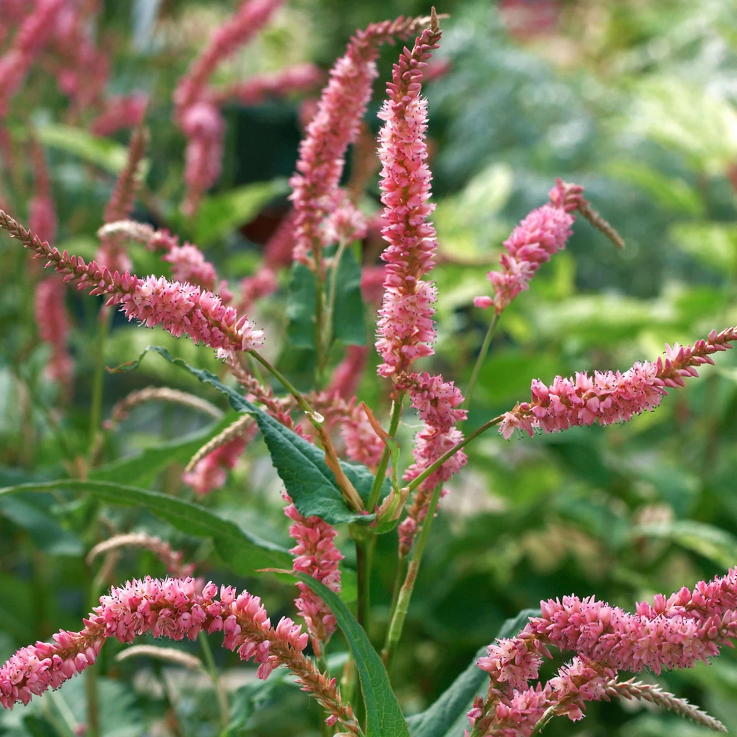 Bio Kerzen-Knöterich 'JS Caliente' Dunkelrot, Topf-Ø 11 Cm, 3er-Set 4 Bio Kerzen-Knöterich 'JS Caliente' Dunkelrot, Topf-Ø 11 Cm, 3er-Set – Bild 2