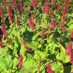 Bio Kerzen-Knöterich 'JS Caliente' Dunkelrot, Topf-Ø 11 Cm, 3er-Set 9 Bio Kerzen-Knöterich 'JS Caliente' Dunkelrot, Topf-Ø 11 Cm, 3er-Set -Pflanzen Paradies Verkauf 0319100501 Bistorta amplex JS Calliente 3er Set rot 2 110648