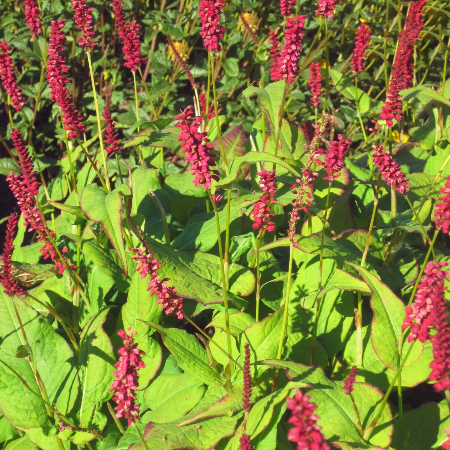 Bio Kerzen-Knöterich 'JS Caliente' Dunkelrot, Topf-Ø 11 Cm, 3er-Set 5 Bio Kerzen-Knöterich 'JS Caliente' Dunkelrot, Topf-Ø 11 Cm, 3er-Set – Bild 3