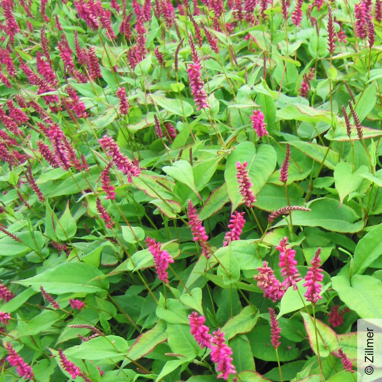 Bio Kerzen-Knöterich 'JS Caliente' Dunkelrot, Topf-Ø 11 Cm, 3er-Set 3 Bio Kerzen-Knöterich 'JS Caliente' Dunkelrot, Topf-Ø 11 Cm, 3er-Set