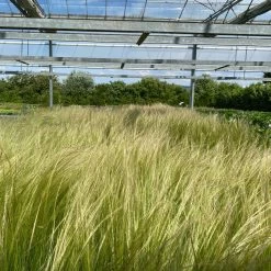 Bio Federgras, Topf-Ø 12 Cm, 3er-Set -Pflanzen Paradies Verkauf 0319100517 Stipa tenuissima Ponytails 3er Set T12 17 122455