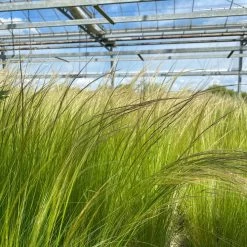 Bio Federgras, Topf-Ø 12 Cm, 3er-Set -Pflanzen Paradies Verkauf 0319100517 Stipa tenuissima Ponytails 3er Set T12 20 122453