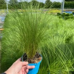 Bio Federgras, Topf-Ø 12 Cm, 3er-Set -Pflanzen Paradies Verkauf 0319100517 Stipa tenuissima Ponytails 3er Set T12 3 122452