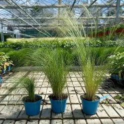 Bio Federgras, Topf-Ø 12 Cm, 3er-Set -Pflanzen Paradies Verkauf 0319100517 Stipa tenuissima Ponytails 3er Set T12 4 122454
