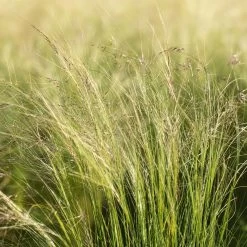 Bio Federgras, Topf-Ø 12 Cm, 3er-Set -Pflanzen Paradies Verkauf 0319100517 Stipa tenuissima Ponytails 3er Set 2 107950