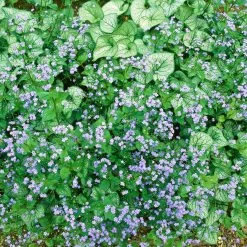 Kaukasus-Vergissmeinnicht 'Silver Heart' Blau, Topf-Ø 12 Cm, 3er-Set 7 Kaukasus-Vergissmeinnicht 'Silver Heart' Blau, Topf-Ø 12 Cm, 3er-Set -Pflanzen Paradies Verkauf 0319100521 Brunnera macrophylla Silver Heart 3er Set 2 110448