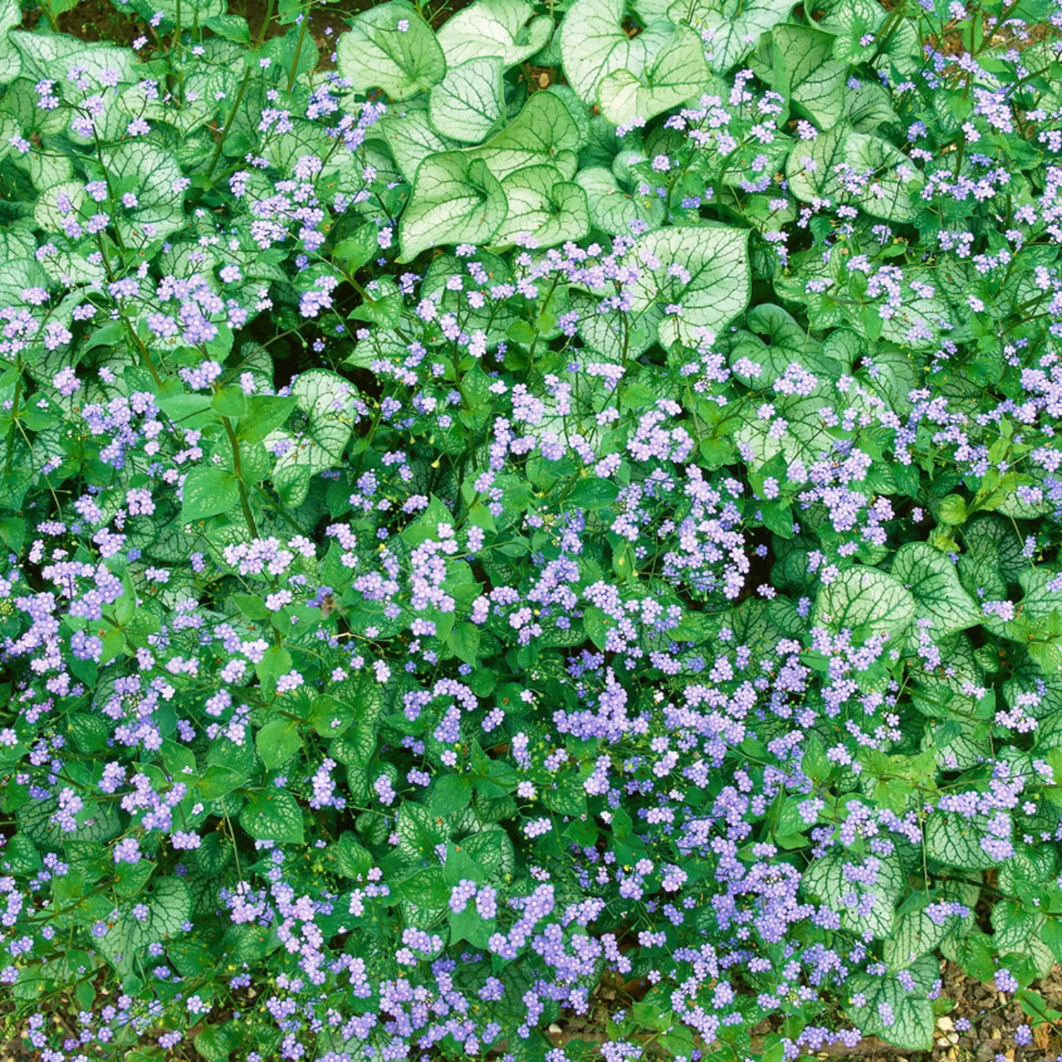 Kaukasus-Vergissmeinnicht 'Silver Heart' Blau, Topf-Ø 12 Cm, 3er-Set 4 Kaukasus-Vergissmeinnicht 'Silver Heart' Blau, Topf-Ø 12 Cm, 3er-Set – Bild 2