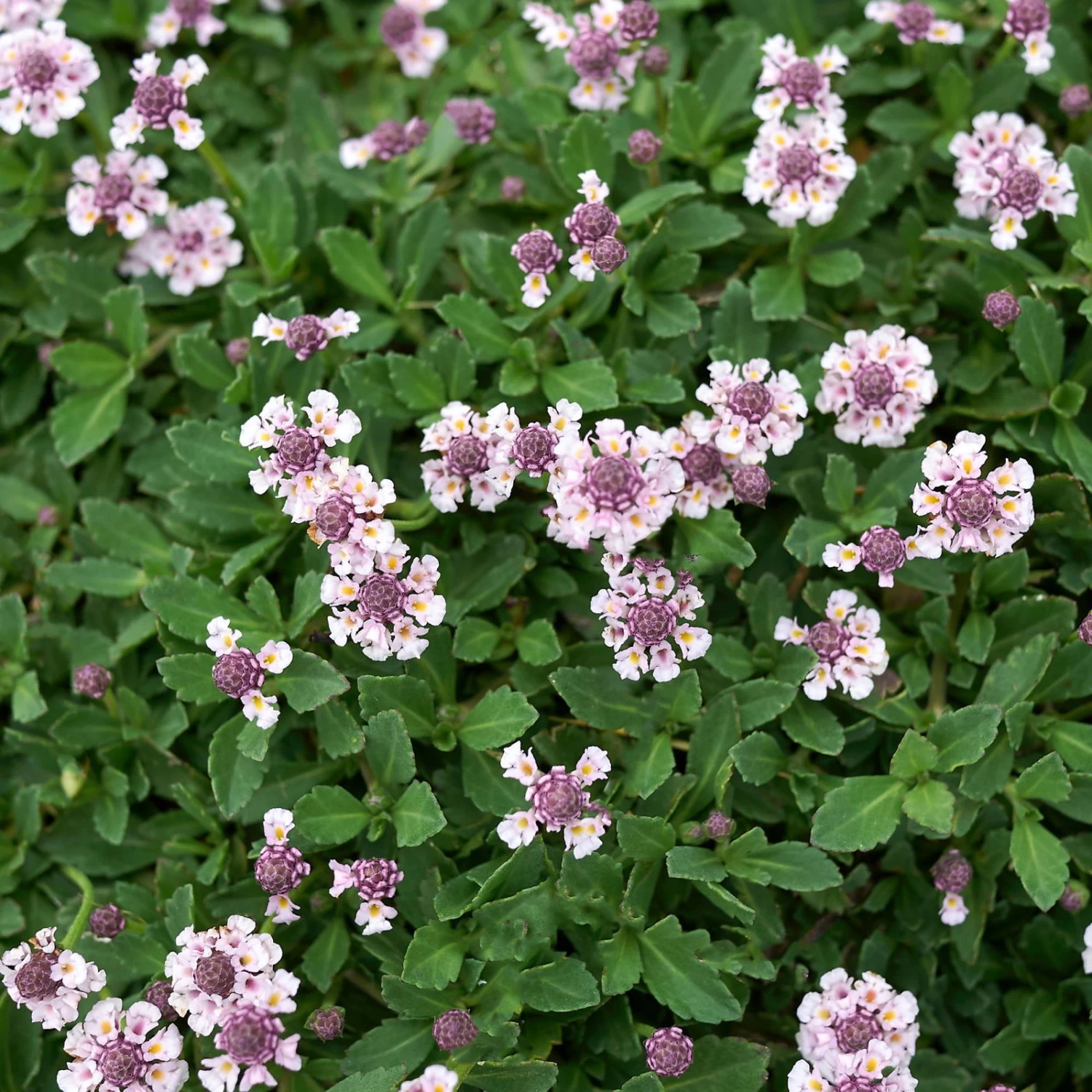 Bio Teppichverbene Weiß-rosa, Topf-Ø 12 Cm, 6er-Set 3 Bio Teppichverbene Weiß-rosa, Topf-Ø 12 Cm, 6er-Set