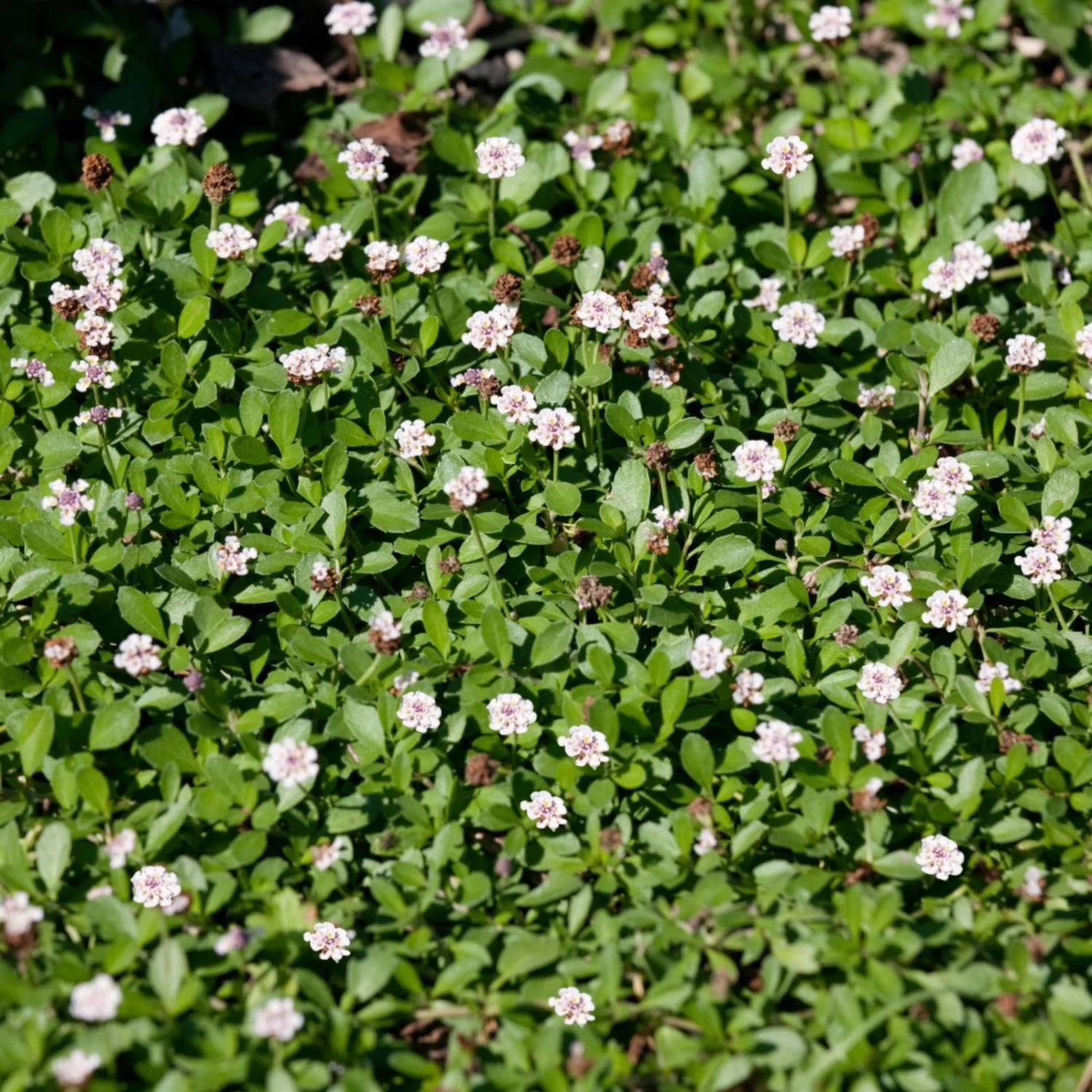 Bio Teppichverbene Weiß-rosa, Topf-Ø 12 Cm, 6er-Set 4 Bio Teppichverbene Weiß-rosa, Topf-Ø 12 Cm, 6er-Set – Bild 2