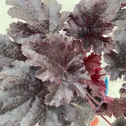 Purpurglöckchen 'Timeless Night', Schwarzviolett, Topf-Ø 12 Cm, 3er-Set