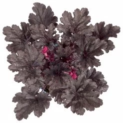 Purpurglöckchen 'Timeless Night', Schwarzviolett, Topf-Ø 12 Cm, 3er-Set -Pflanzen Paradies Verkauf 0319100531 Heuchera Timeless Night 12cm Blatt schwarzviolett 2 114780