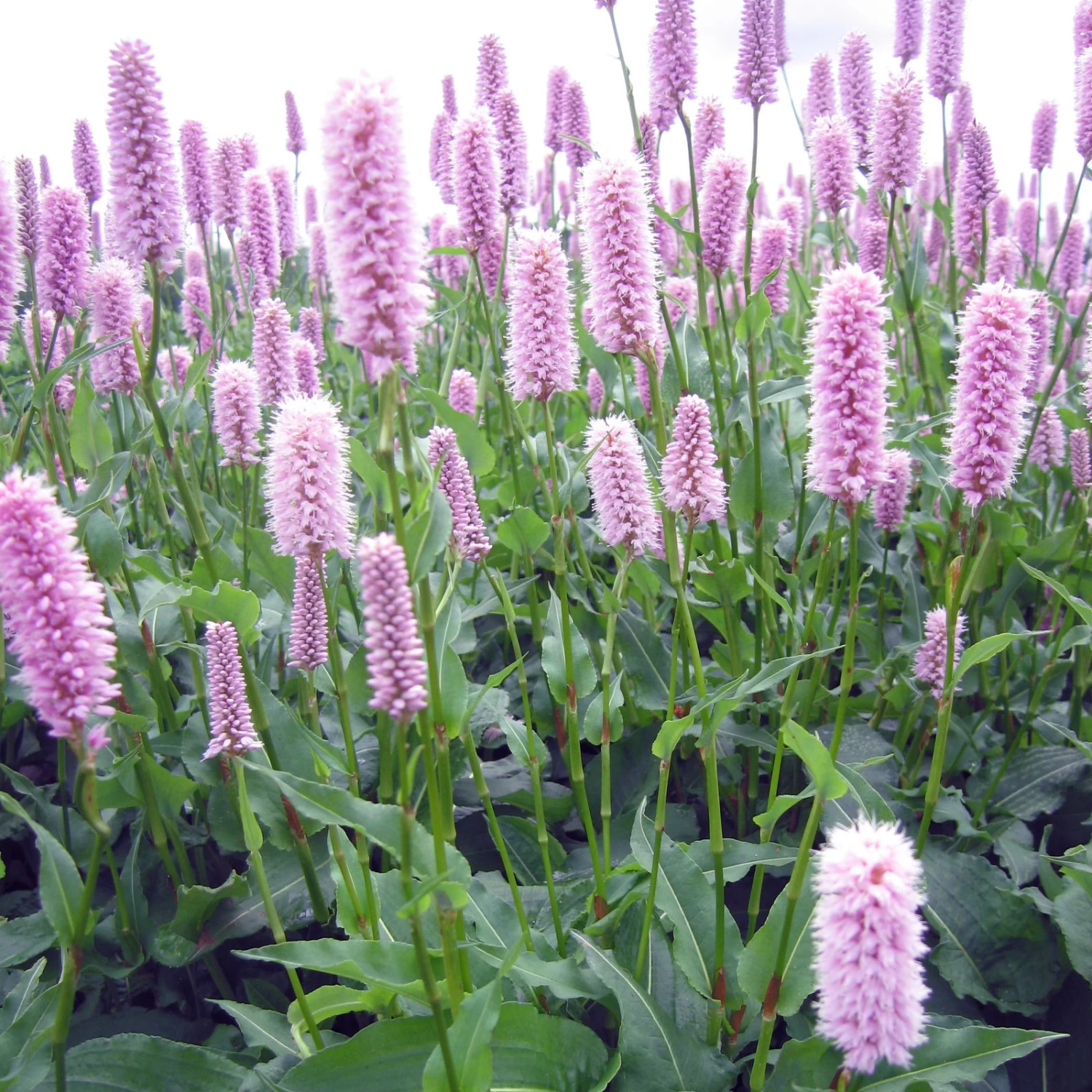 Bio Schlangen-Knöterich 'Superba' Rosa, Topf-Ø 11 Cm, 3er-Set 3 Bio Schlangen-Knöterich 'Superba' Rosa, Topf-Ø 11 Cm, 3er-Set