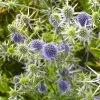 Bio Kleiner Mannstreu 'Blauer Zwerg' Blau, Topf-Ø 9 Cm, 3er-Set -Pflanzen Paradies Verkauf 0319100537 Eryngium planum Blauer Zwerg 120374