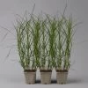 Bio Palmwedel-Segge Rotbraun, Topf-Ø 11 Cm, 3er-Set -Pflanzen Paradies Verkauf 0319100543 carex muskingumensis1 125706